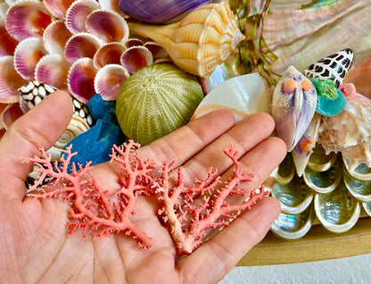Pink Stylaster Coral Branches 1.5"-3.5" Pieces, You Choose Piece, Coastal Craft & Décor