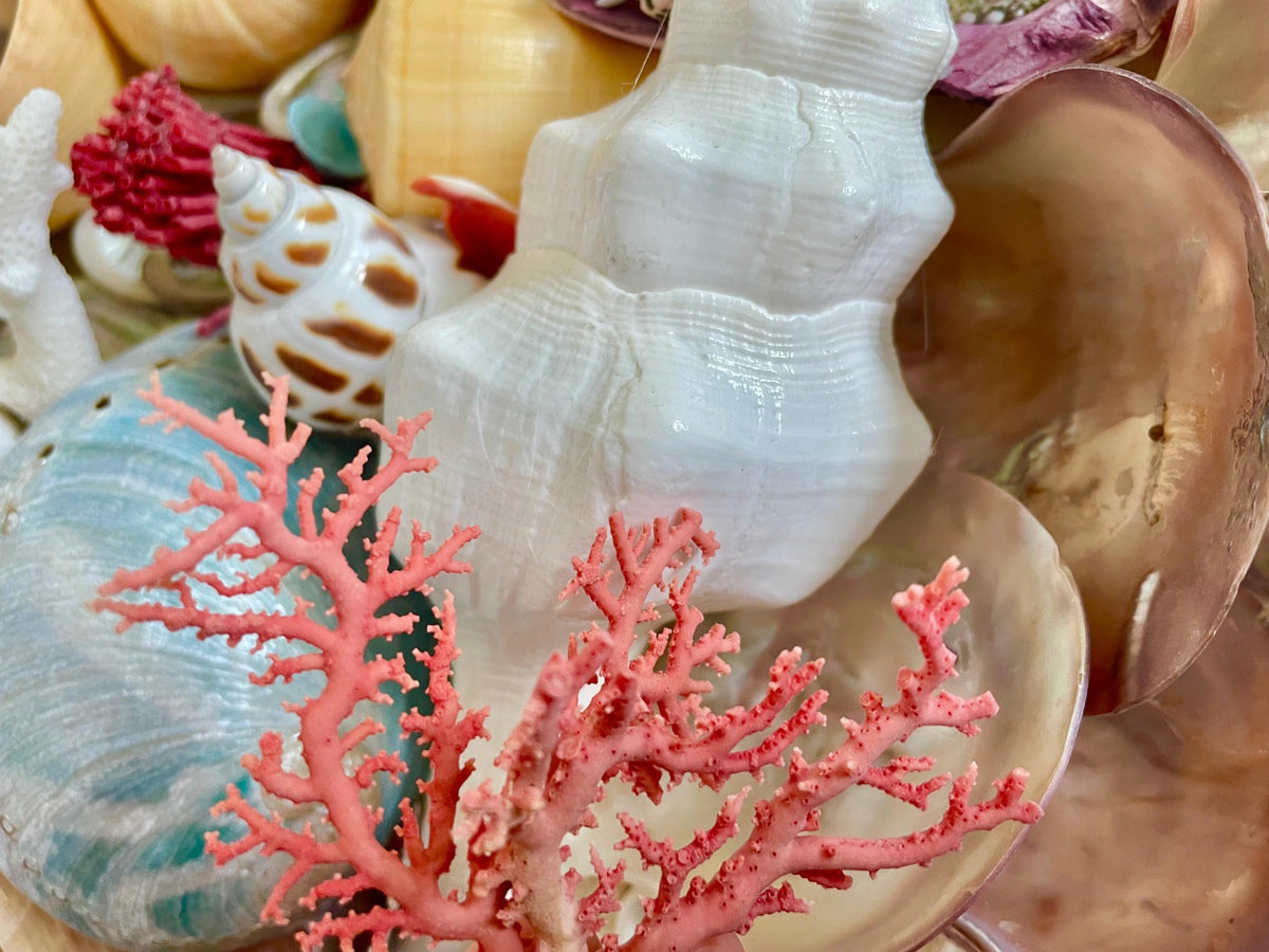 Pink Stylaster Coral Branches 1.5"-3.5" Pieces, You Choose Piece, Coastal Craft & Décor