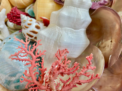 Pink Stylaster Coral Branches 1.5"-3.5" Pieces, You Choose Piece, Coastal Craft & Décor