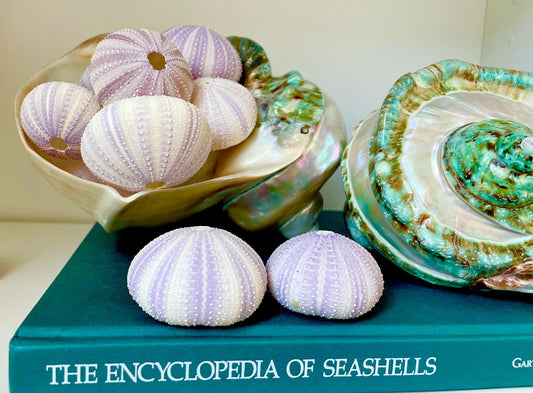 Purple Sea Urchin Shells 1.5-2.25" *You Choose Quantity*Natural Small Craft Seashells Sea Life
