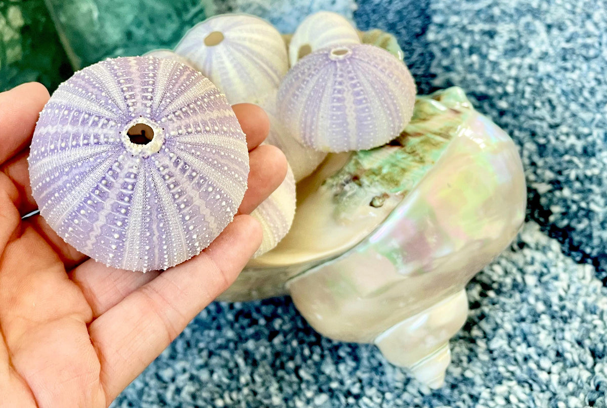 Purple Sea Urchin Shells 1.5-2.25" *You Choose Quantity*Natural Small Craft Seashells Sea Life