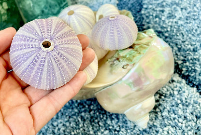 Purple Sea Urchin Shells 1.5-2.25" *You Choose Quantity*Natural Small Craft Seashells Sea Life
