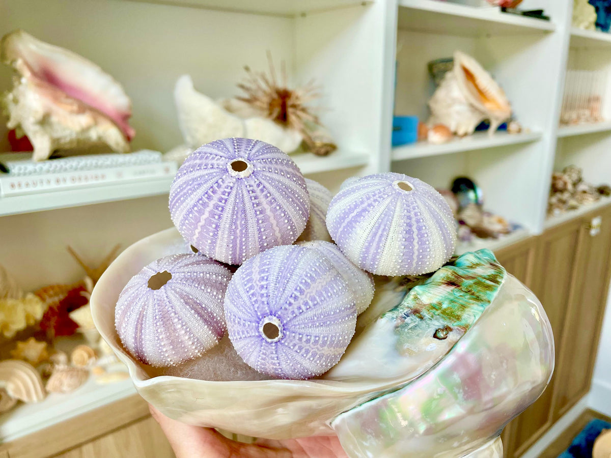 Purple Sea Urchin Shells 1.5-2.25" *You Choose Quantity*Natural Small Craft Seashells Sea Life