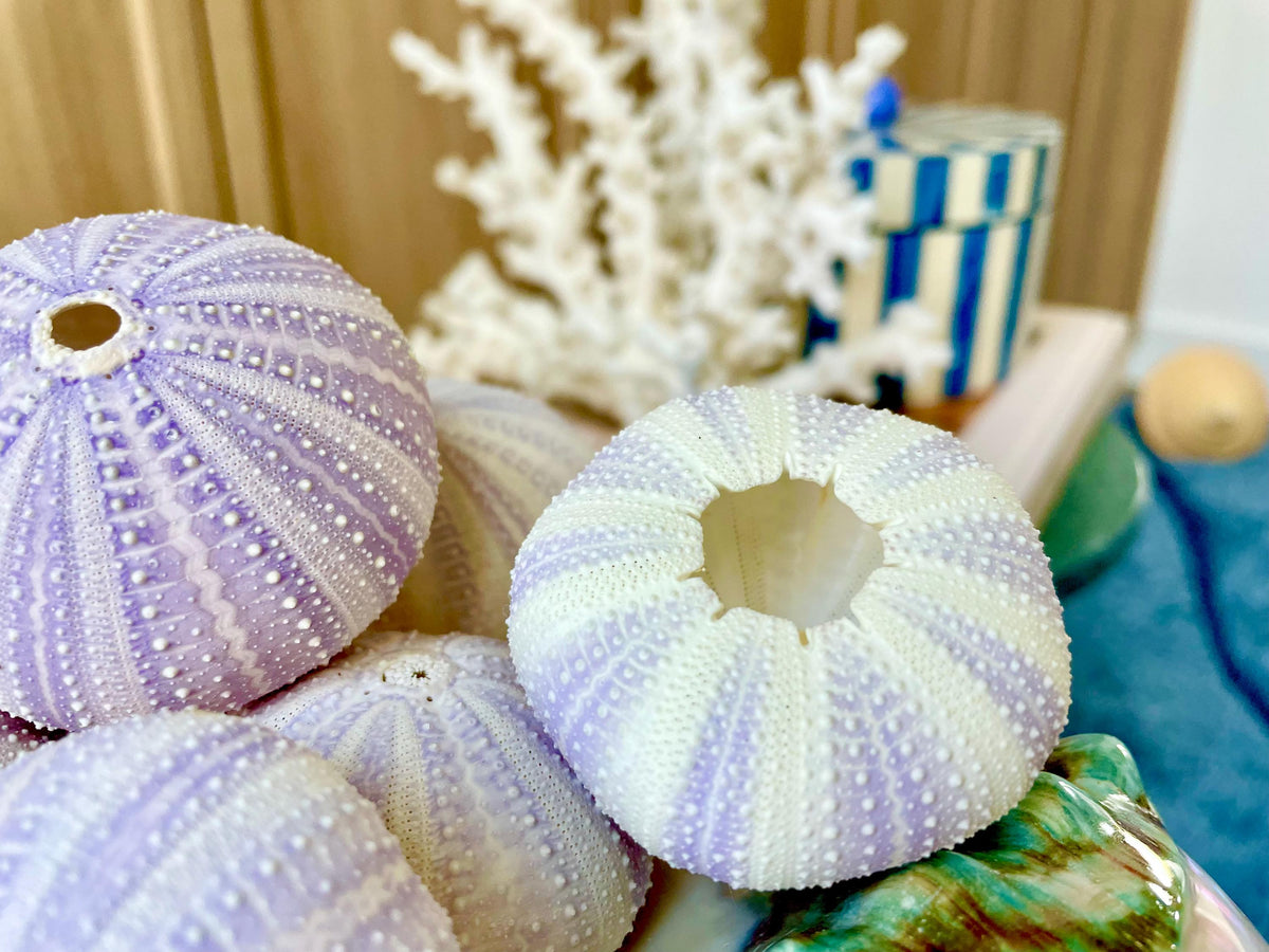 Purple Sea Urchin Shells 1.5-2.25" *You Choose Quantity*Natural Small Craft Seashells Sea Life
