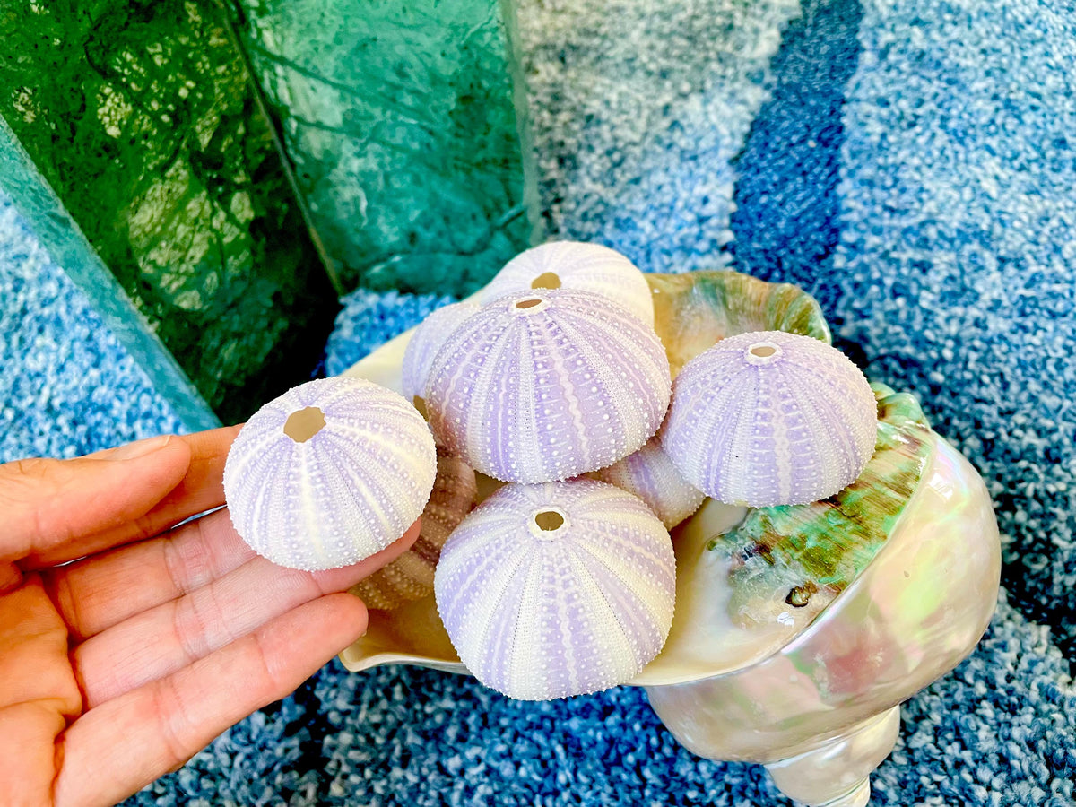 Purple Sea Urchin Shells 1.5-2.25" *You Choose Quantity*Natural Small Craft Seashells Sea Life
