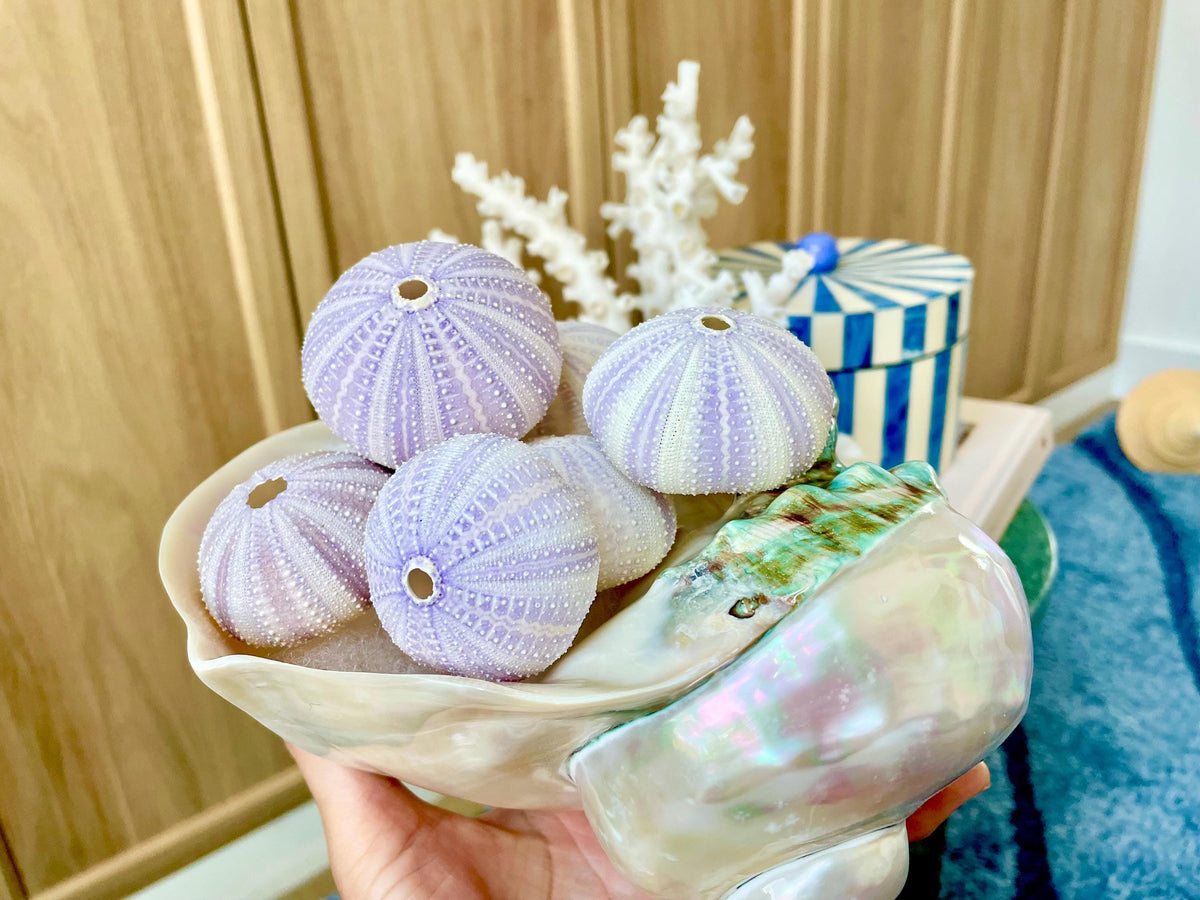 Purple Sea Urchin Shells 1.5-2.25" *You Choose Quantity*Natural Small Craft Seashells Sea Life