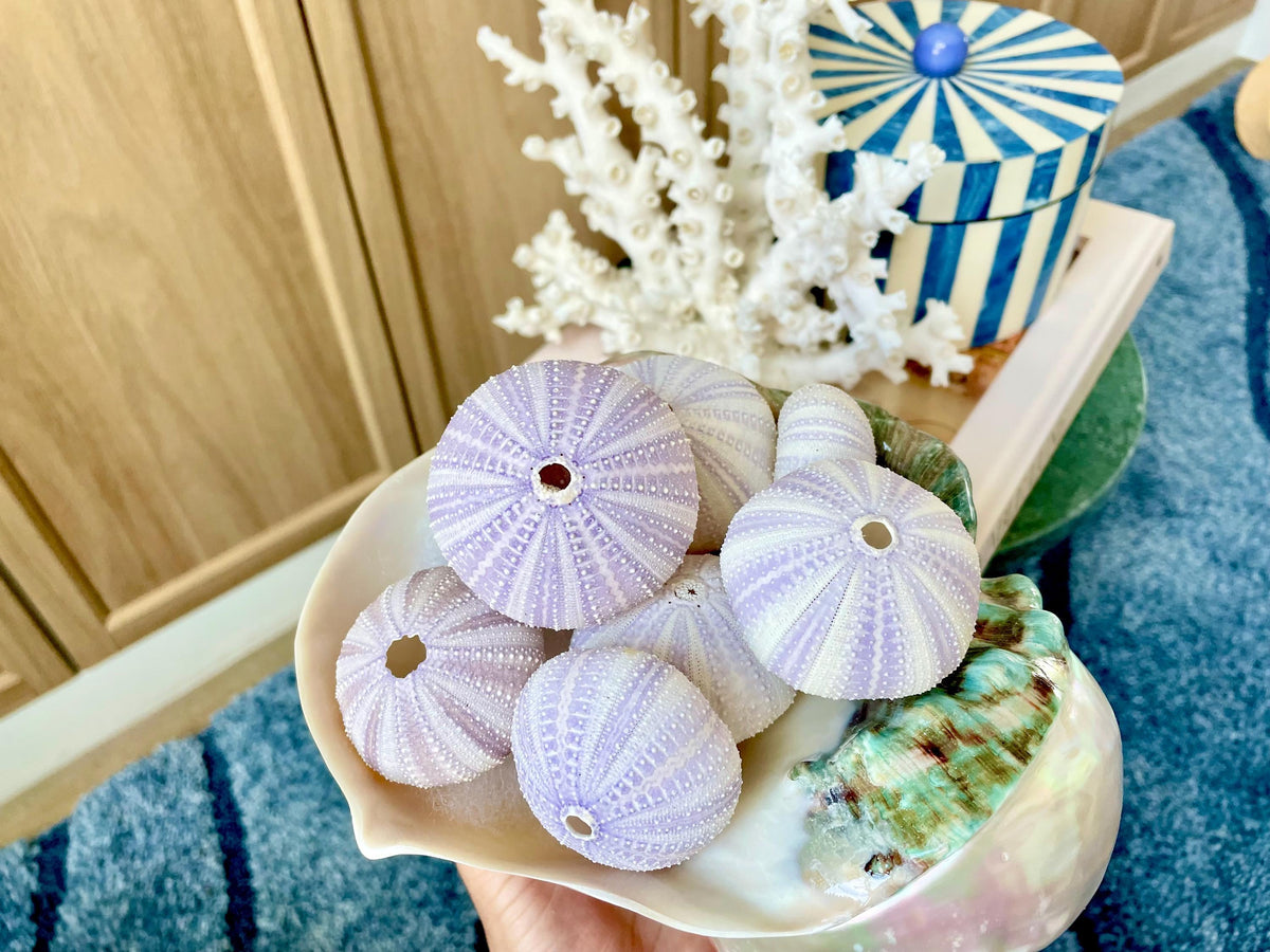 Purple Sea Urchin Shells 1.5-2.25" *You Choose Quantity*Natural Small Craft Seashells Sea Life