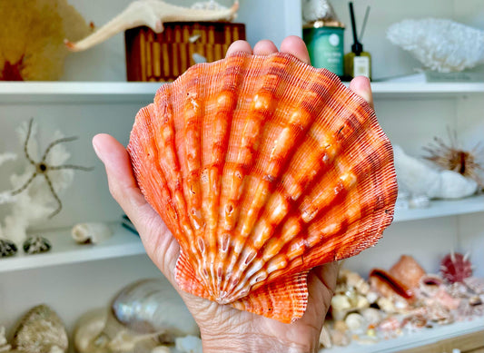 Raw BRIGHT Orange Lion's Paw Scallop Shells 5-7" *You Choose Size* Coastal Décor