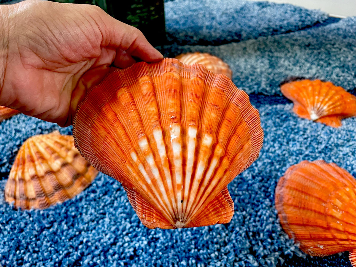 Raw BRIGHT Orange Lion's Paw Scallop Shells 5-7" *You Choose Size* Coastal Décor
