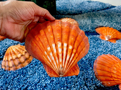 Raw BRIGHT Orange Lion's Paw Scallop Shells 5-7" *You Choose Size* Coastal Décor