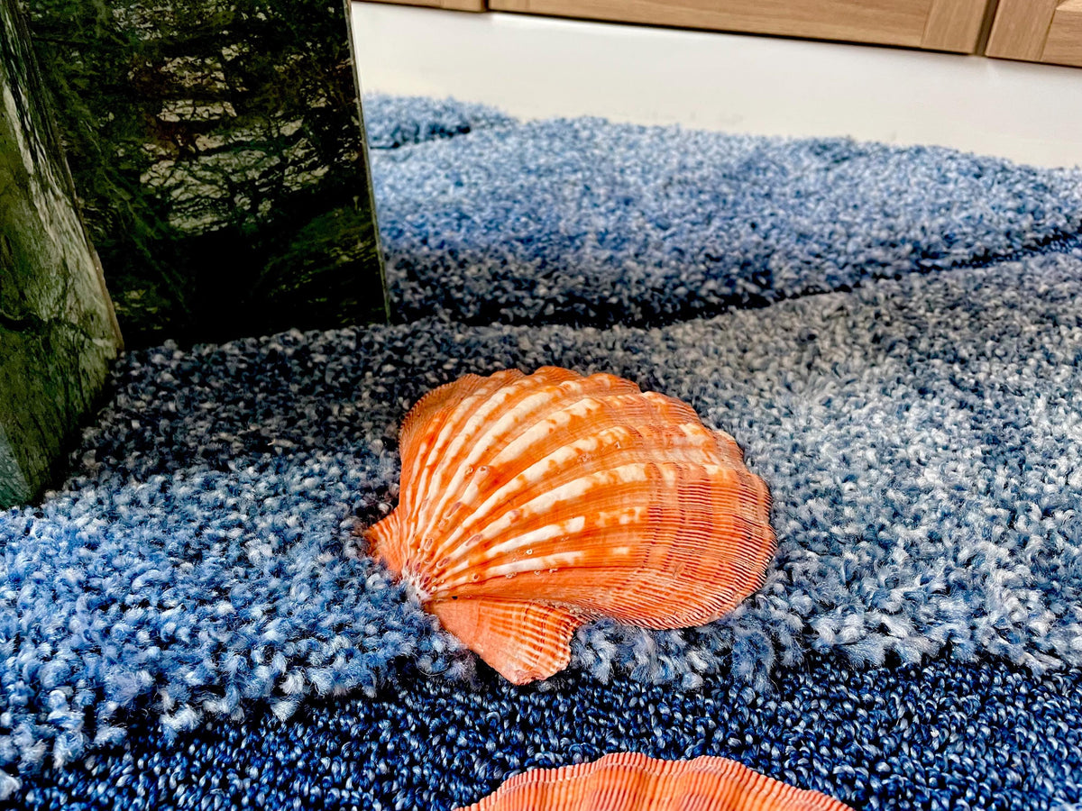 Raw BRIGHT Orange Lion's Paw Scallop Shells 5-7" *You Choose Size* Coastal Décor
