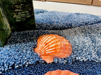 Raw BRIGHT Orange Lion's Paw Scallop Shells 5-7" *You Choose Size* Coastal Décor