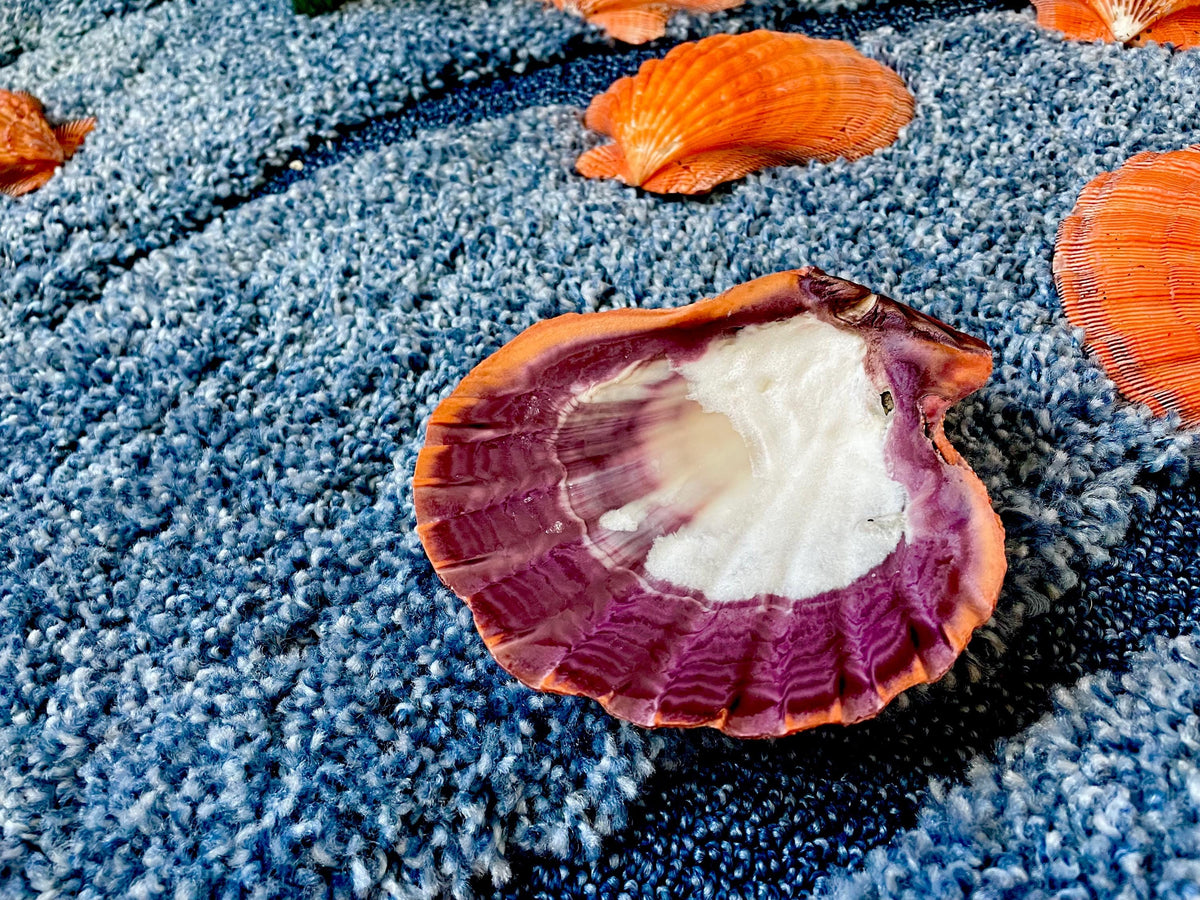 Raw BRIGHT Orange Lion's Paw Scallop Shells 5-7" *You Choose Size* Coastal Décor