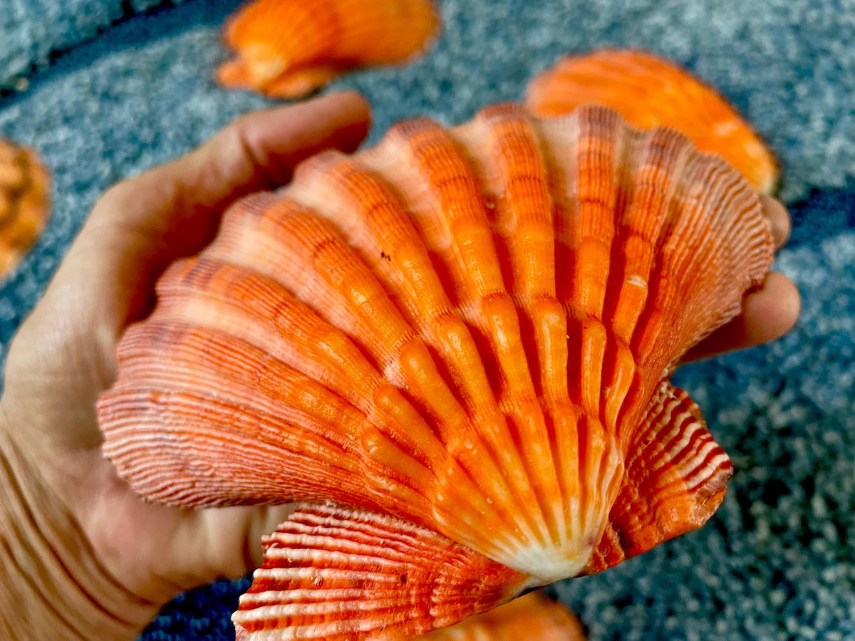 Raw BRIGHT Orange Lion's Paw Scallop Shells 5-7" *You Choose Size* Coastal Décor