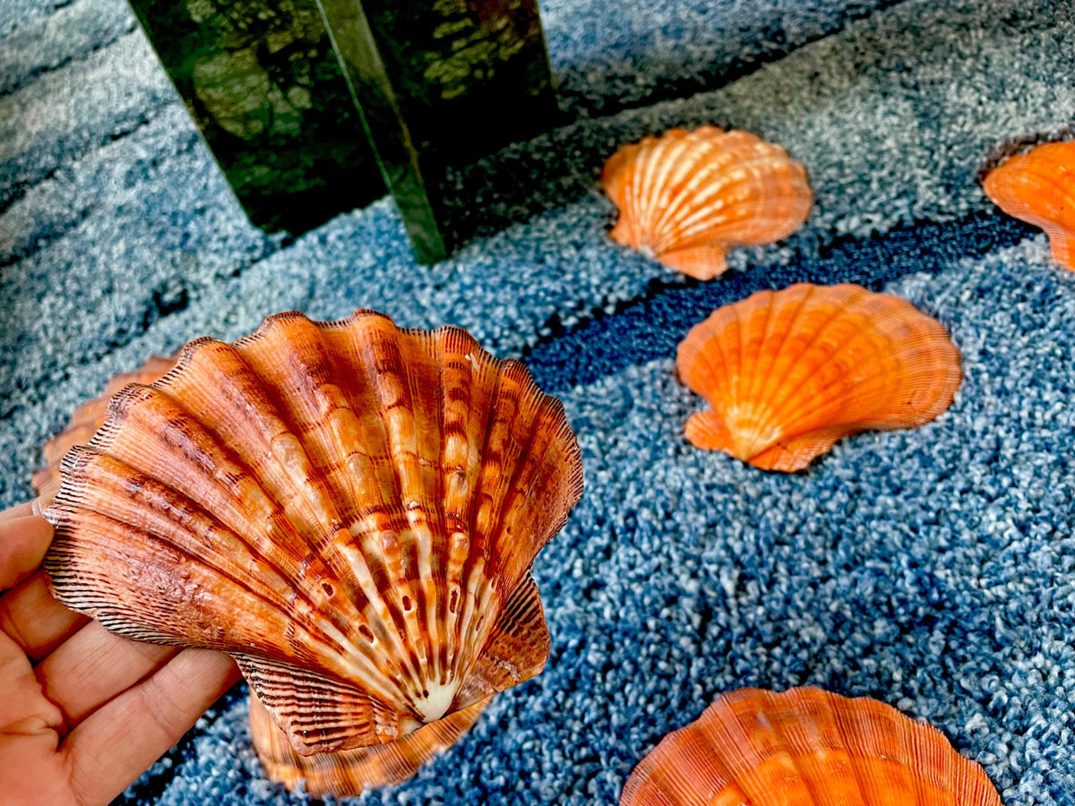 Raw BRIGHT Orange Lion's Paw Scallop Shells 5-7" *You Choose Size* Coastal Décor