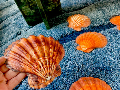 Raw BRIGHT Orange Lion's Paw Scallop Shells 5-7" *You Choose Size* Coastal Décor
