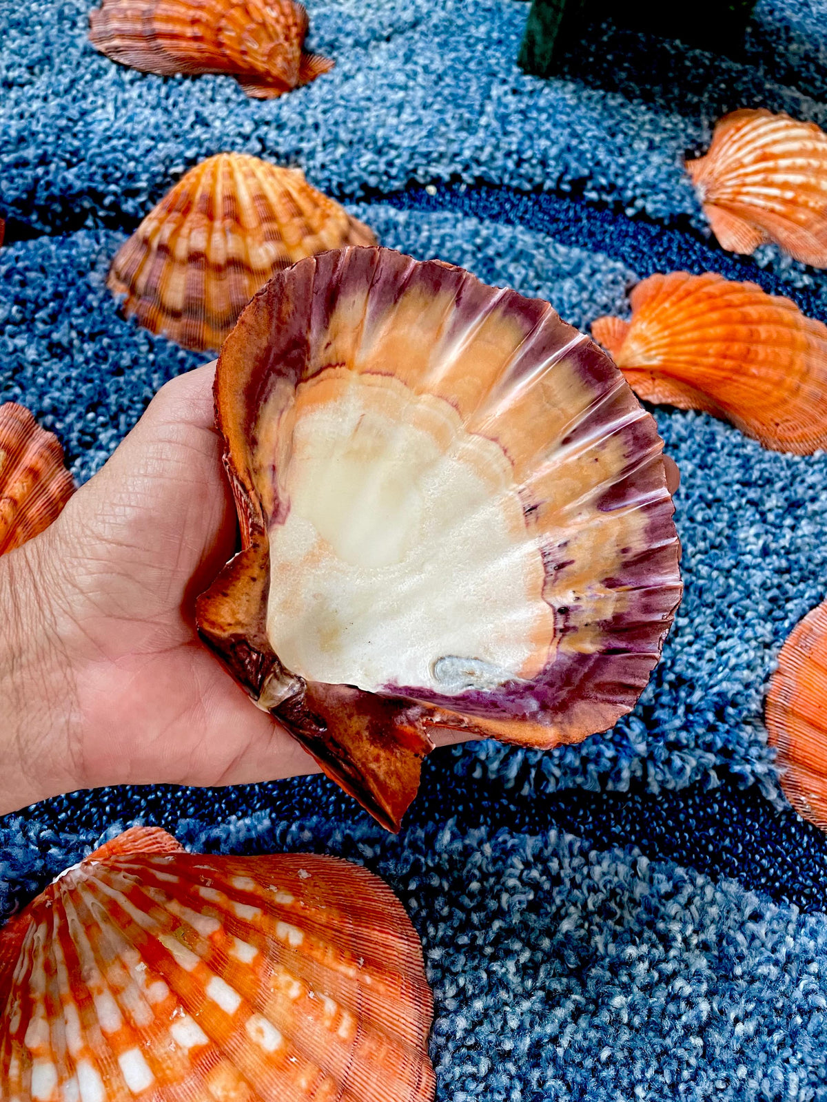 Raw BRIGHT Orange Lion's Paw Scallop Shells 5-7" *You Choose Size* Coastal Décor