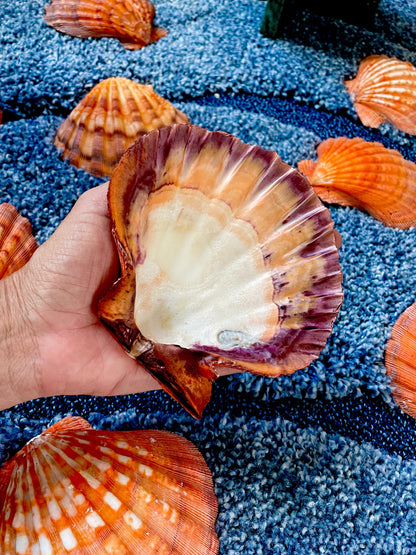 Raw BRIGHT Orange Lion's Paw Scallop Shells 5-7" *You Choose Size* Coastal Décor