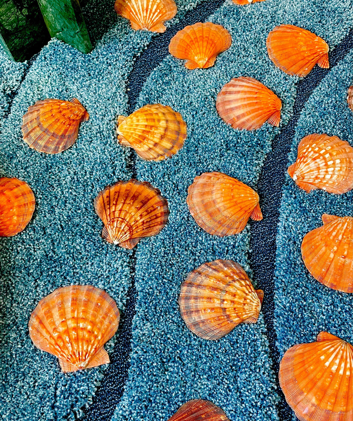 Raw BRIGHT Orange Lion's Paw Scallop Shells 5-7" *You Choose Size* Coastal Décor