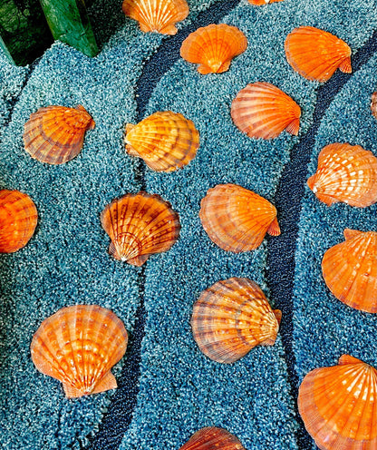 Raw BRIGHT Orange Lion's Paw Scallop Shells 5-7" *You Choose Size* Coastal Décor