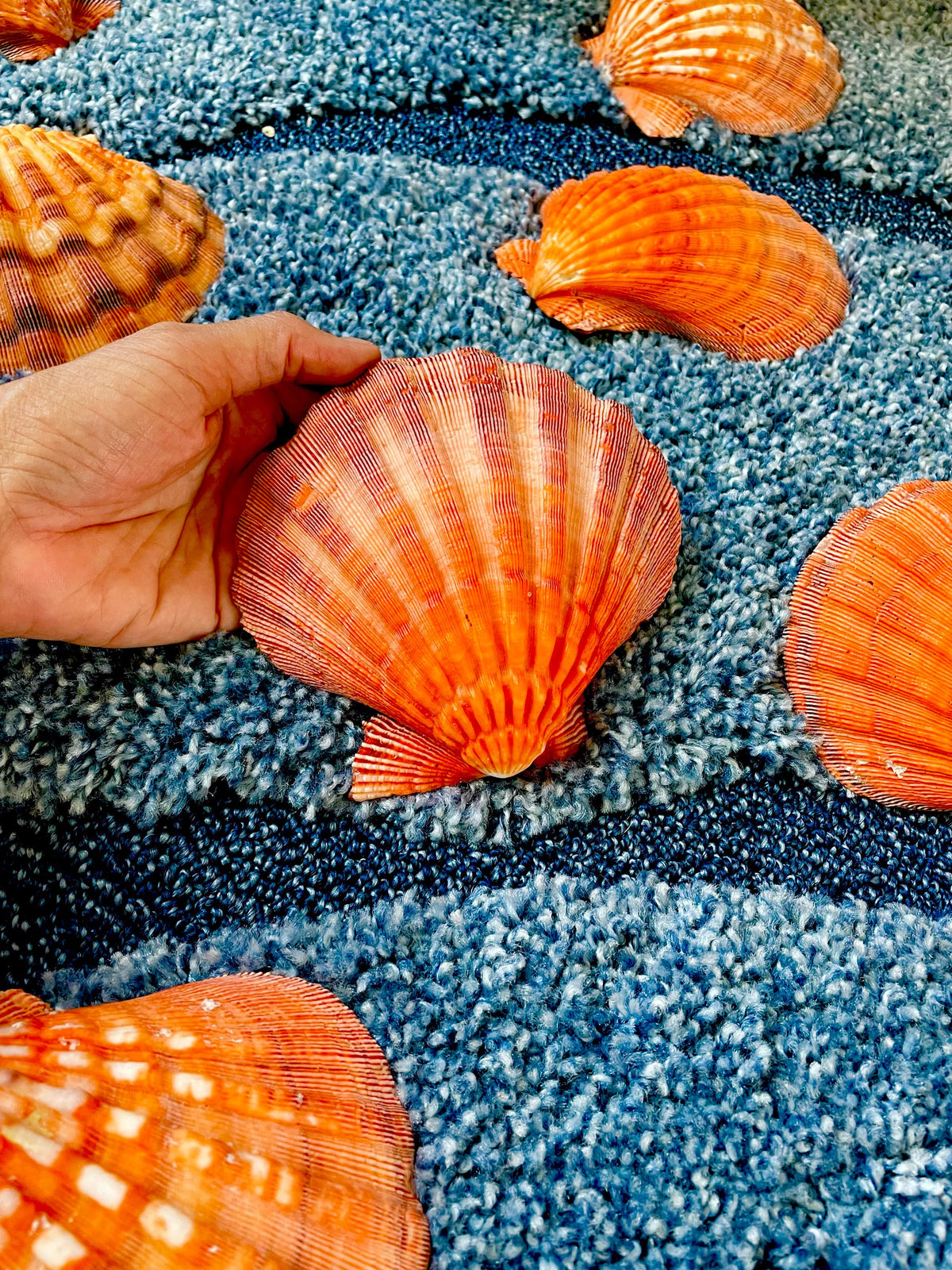 Raw BRIGHT Orange Lion's Paw Scallop Shells 5-7" *You Choose Size* Coastal Décor