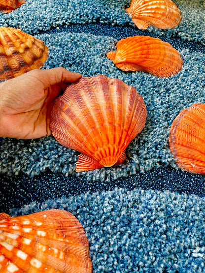 Raw BRIGHT Orange Lion's Paw Scallop Shells 5-7" *You Choose Size* Coastal Décor