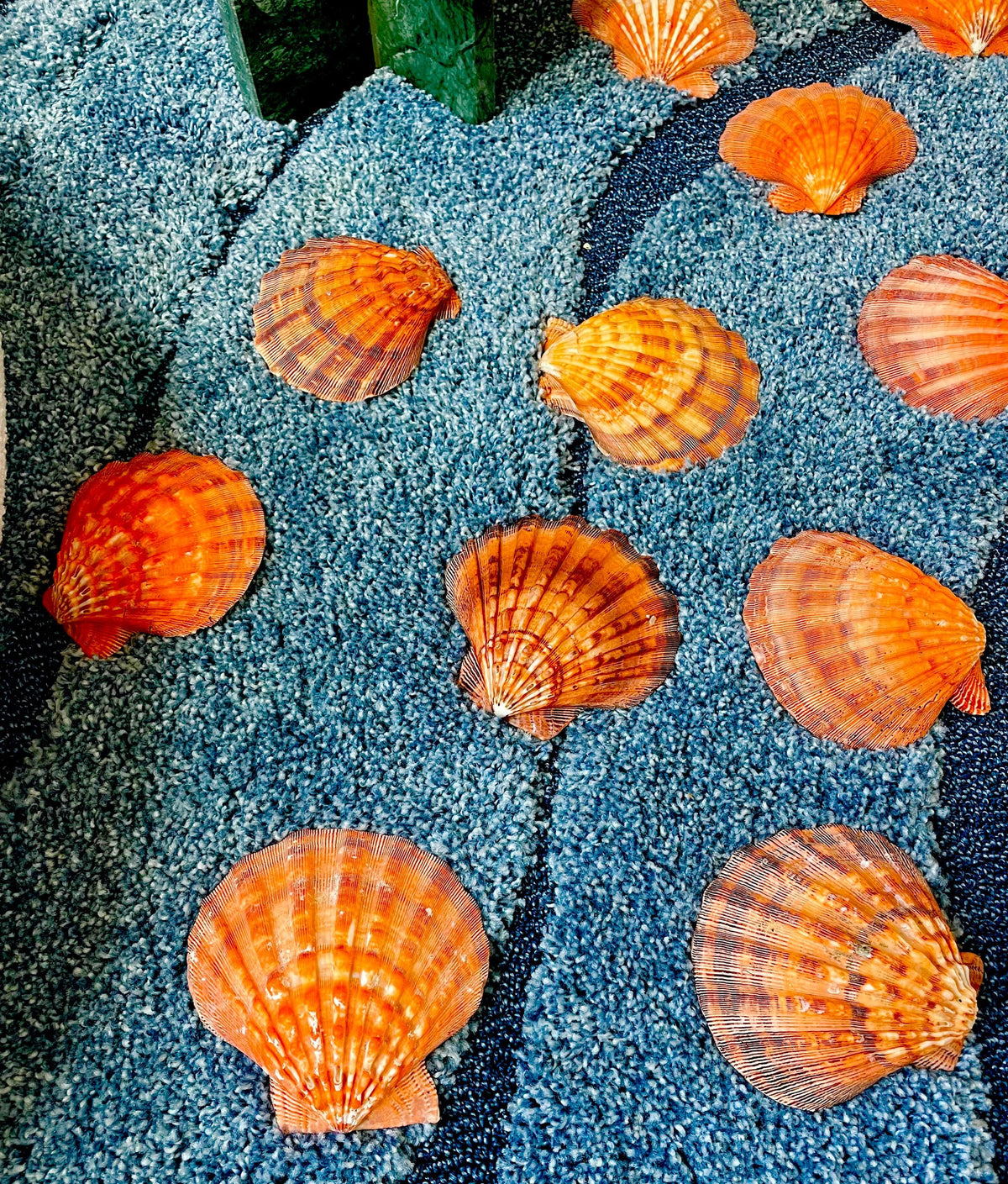 Raw BRIGHT Orange Lion's Paw Scallop Shells 5-7" *You Choose Size* Coastal Décor