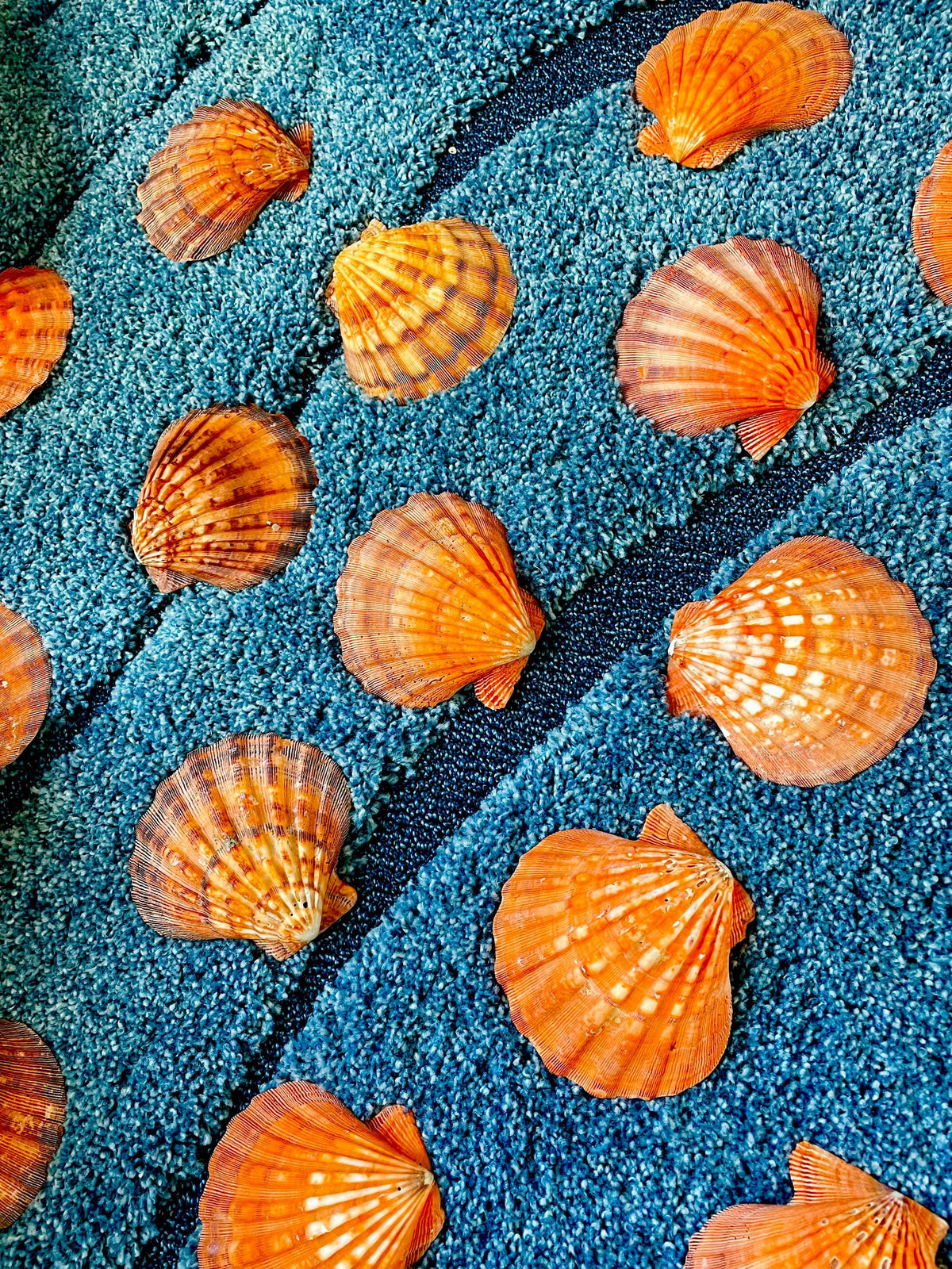 Raw BRIGHT Orange Lion's Paw Scallop Shells 5-7" *You Choose Size* Coastal Décor