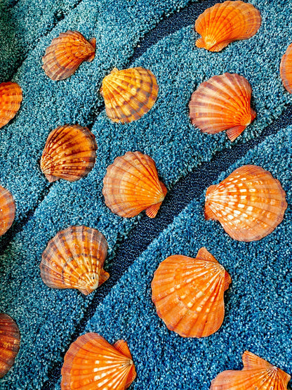 Raw BRIGHT Orange Lion's Paw Scallop Shells 5-7" *You Choose Size* Coastal Décor