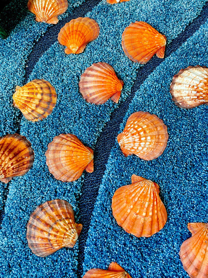 Raw BRIGHT Orange Lion's Paw Scallop Shells 5-7" *You Choose Size* Coastal Décor