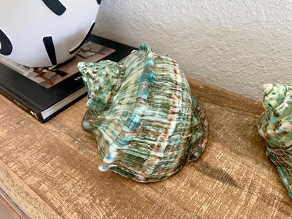 Green GIANT Polished Turban Shell, 7-8" Marmaoratus Turbo Coastal Décor