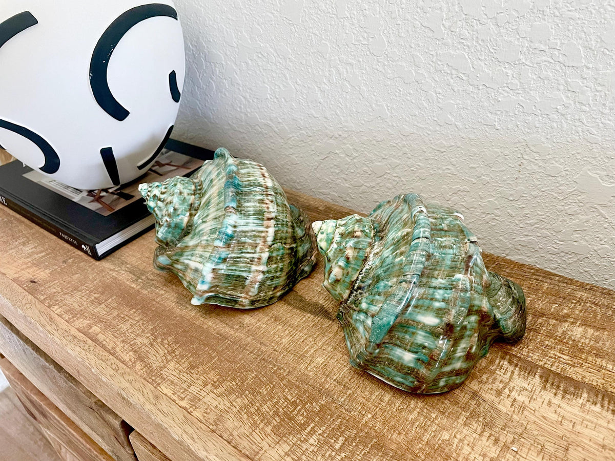 Green GIANT Polished Turban Shell, 7-8" Marmaoratus Turbo Coastal Décor