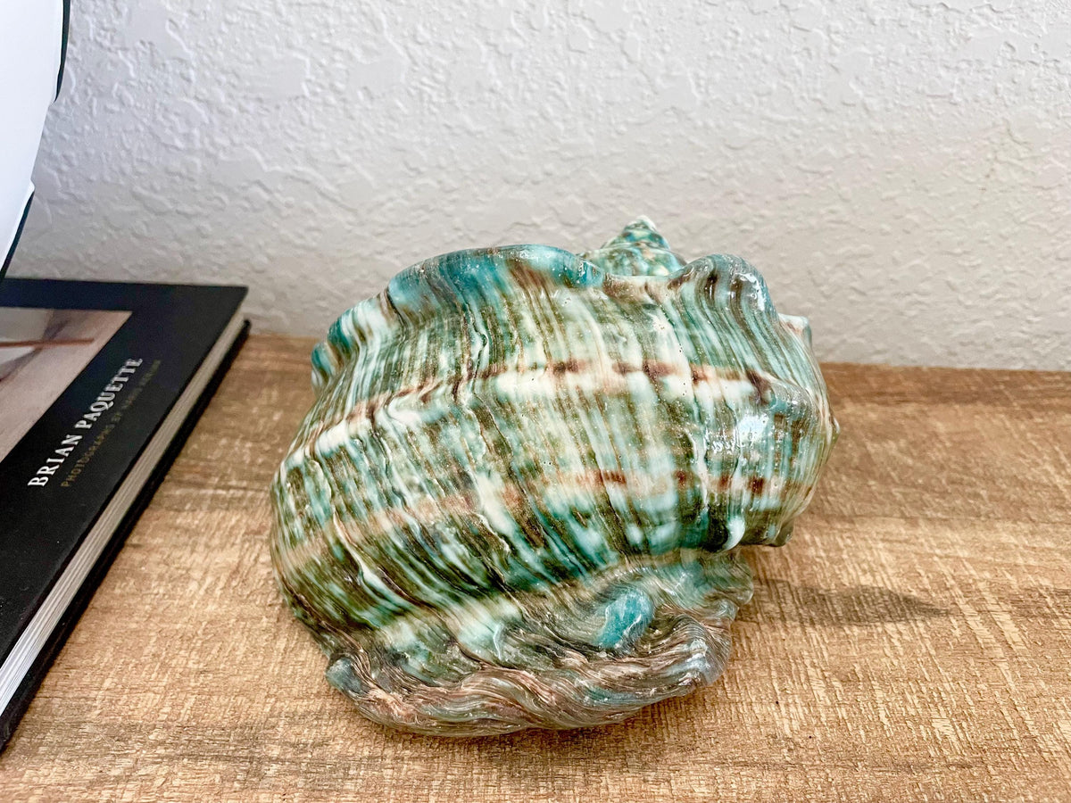 Green GIANT Polished Turban Shell, 7-8" Marmaoratus Turbo Coastal Décor