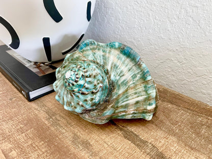 Green GIANT Polished Turban Shell, 7-8" Marmaoratus Turbo Coastal Décor