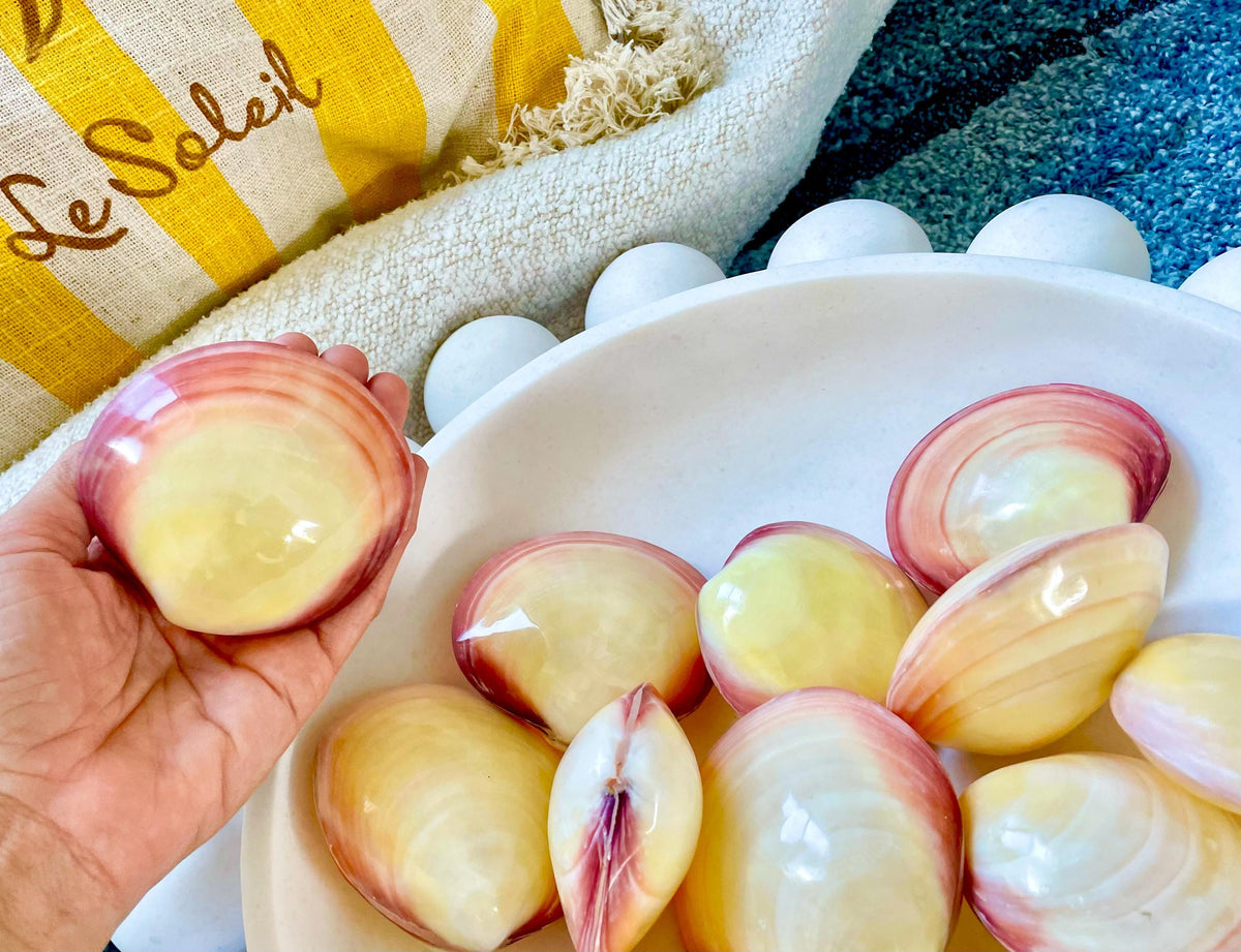 Polished Yellow Pink Clam Shells, 3-3.5", You choose Quantity, Paired Shells Craft Seashells