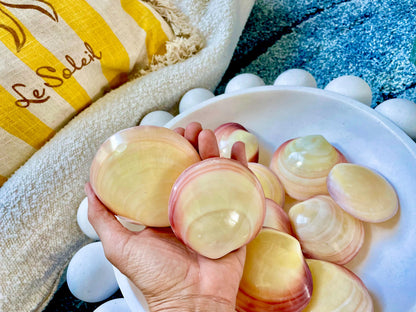 Polished Yellow Pink Clam Shells, 3-3.5", You choose Quantity, Paired Shells Craft Seashells