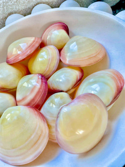 Polished Yellow Pink Clam Shells, 3-3.5", You choose Quantity, Paired Shells Craft Seashells
