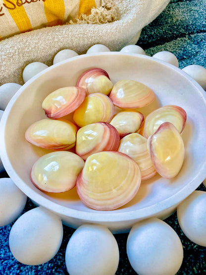 Polished Yellow Pink Clam Shells, 3-3.5", You choose Quantity, Paired Shells Craft Seashells