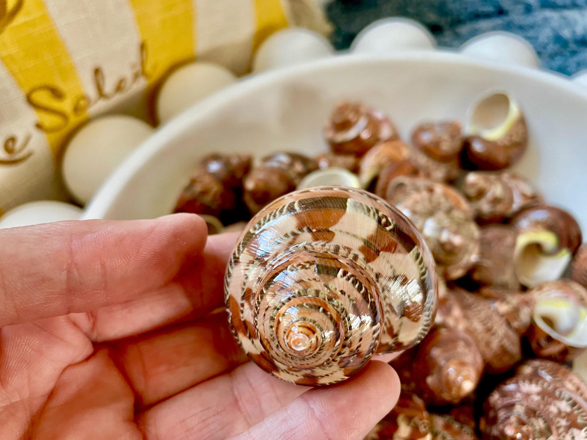 SOLID TAPESTRY Turbo Shells 2-2.25" Polished Seashell Hermit Crab Pants