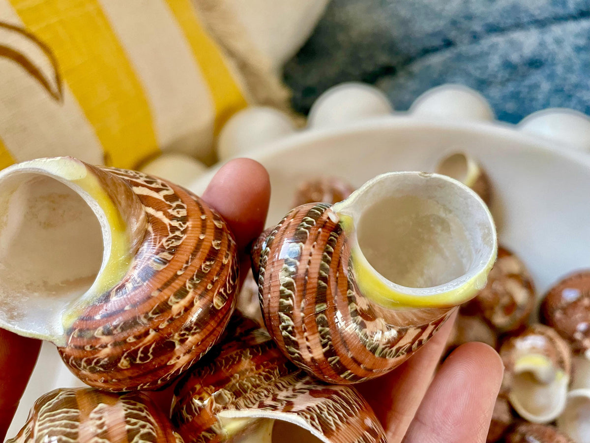 SOLID TAPESTRY Turbo Shells 2-2.25" Polished Seashell Hermit Crab Pants