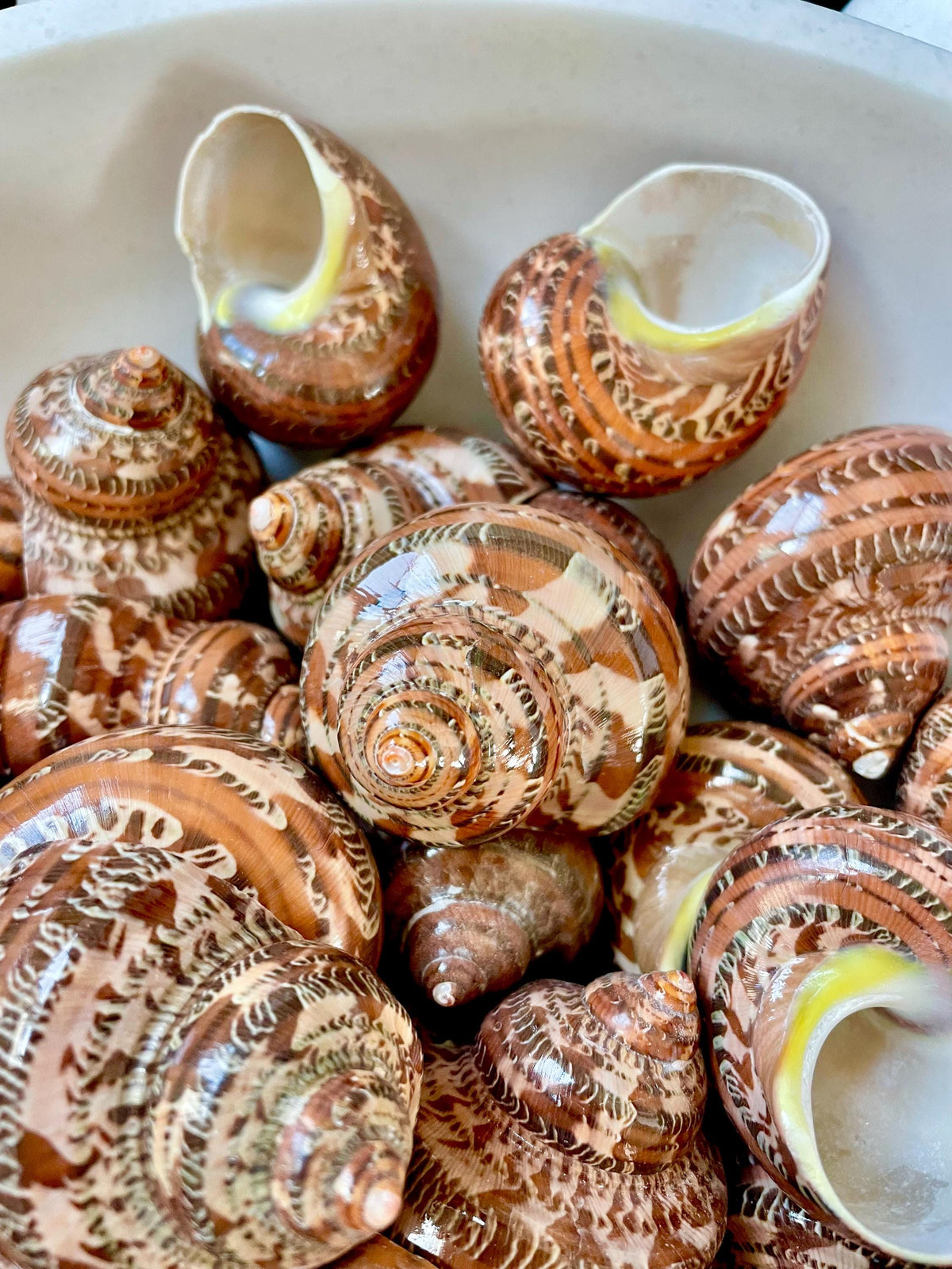 SOLID TAPESTRY Turbo Shells 2-2.25" Polished Seashell Hermit Crab Pants