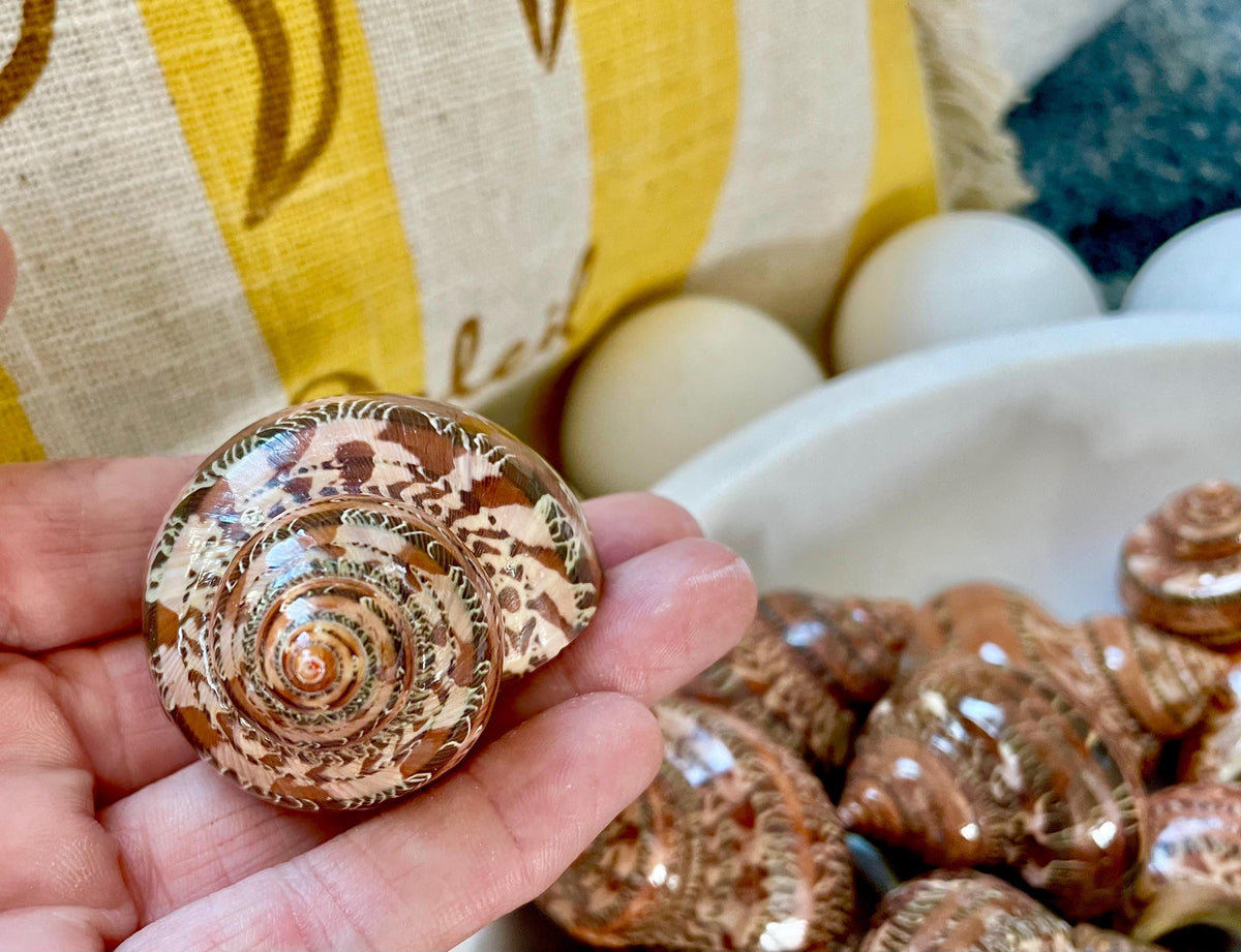 SOLID TAPESTRY Turbo Shells 2-2.25" Polished Seashell Hermit Crab Pants