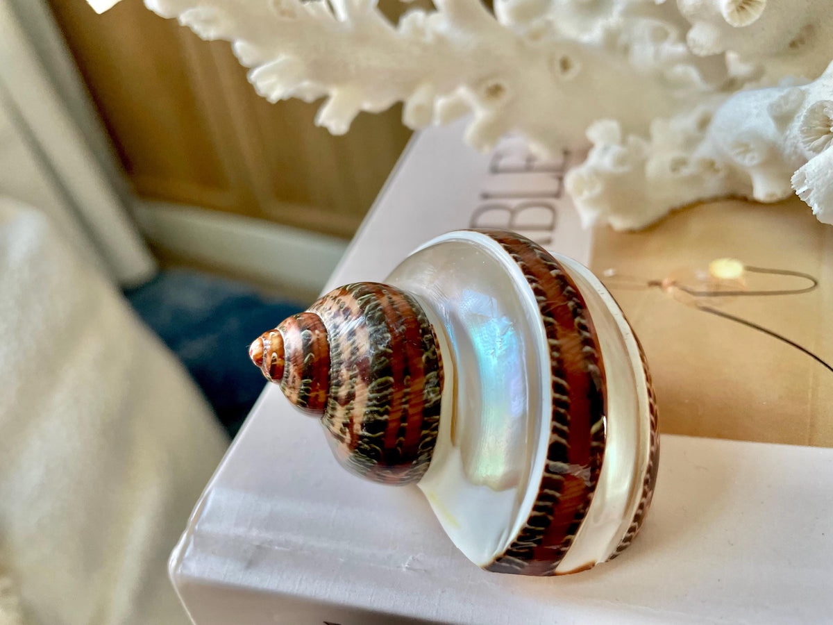 BANDED TAPESTRY Turbo Shells 2.25-2.5" Polished Seashell Hermit Crab Pants
