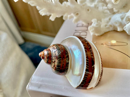 BANDED TAPESTRY Turbo Shells 2.25-2.5" Polished Seashell Hermit Crab Pants