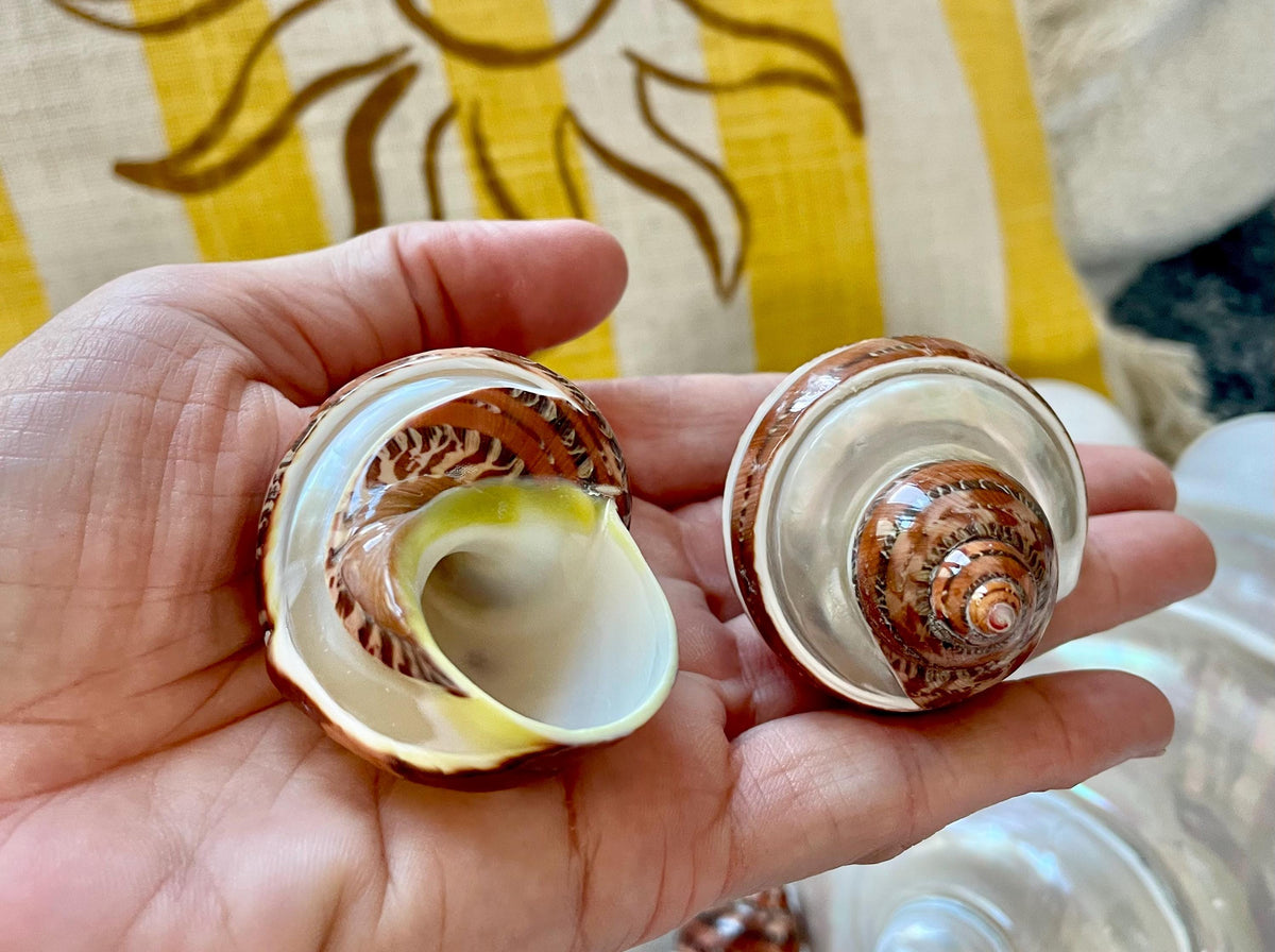 BANDED TAPESTRY Turbo Shells 2.25-2.5" Polished Seashell Hermit Crab Pants