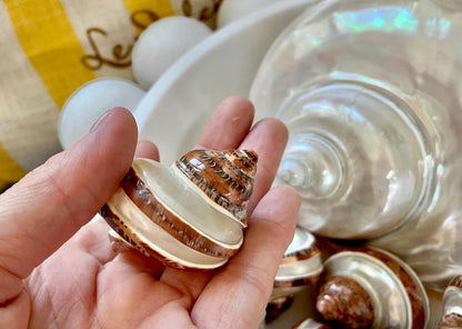 BANDED TAPESTRY Turbo Shells 2.25-2.5" Polished Seashell Hermit Crab Pants
