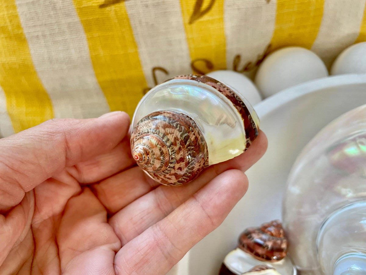 BANDED TAPESTRY Turbo Shells 2.25-2.5" Polished Seashell Hermit Crab Pants