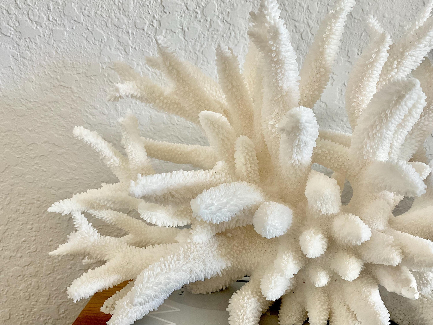 Extra LARGE 100% Natural Oversized BRANCH Coral Fossil 17" x 9" x 8" XL Specimen Coastal Display Beach House Décor Centerpiece White