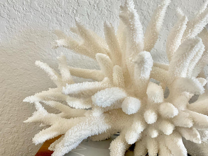 Extra LARGE 100% Natural Oversized BRANCH Coral Fossil 17" x 9" x 8" XL Specimen Coastal Display Beach House Décor Centerpiece White