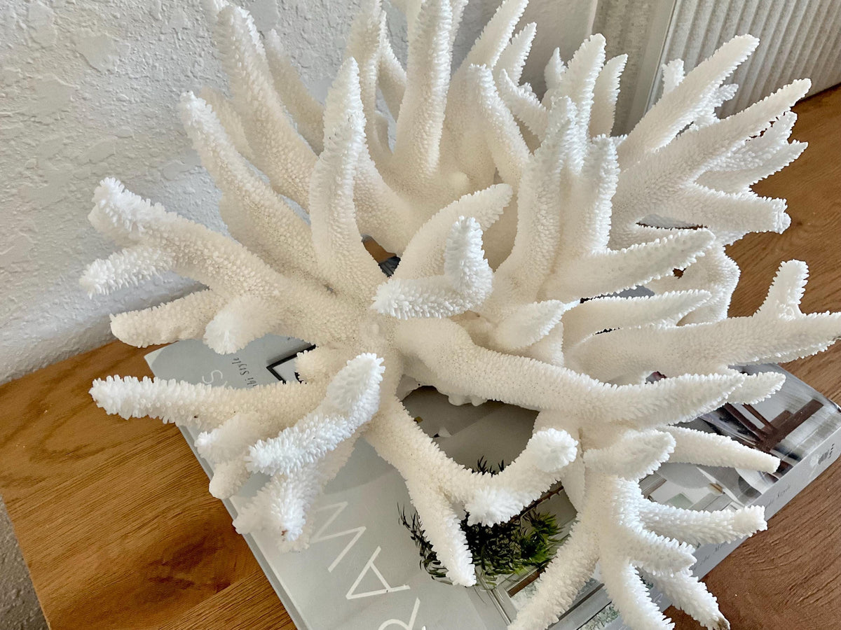 Extra LARGE 100% Natural Oversized BRANCH Coral Fossil 14" x 11" x 8" XL Specimen